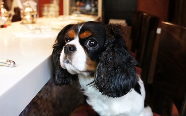 ミントティーとクスクスで楽しむエキゾチックなモロッコ時間＠ダール・ロワゾー