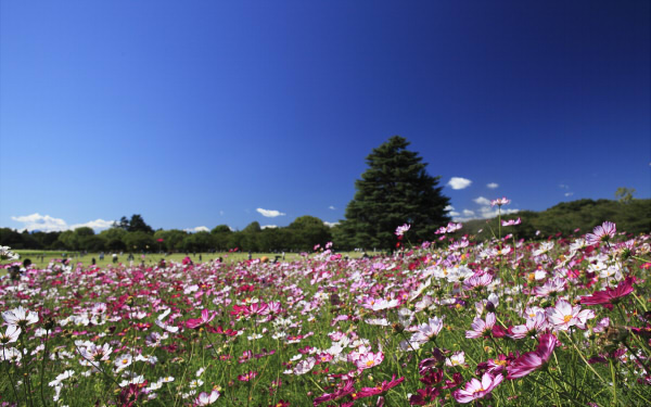 超適合白銀週！盛開著波斯菊・彼岸花的景點