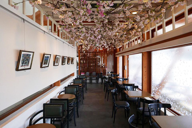 上野公園的星巴克享受賞櫻氣氛。欣賞Plantica設計的櫻花盛開。