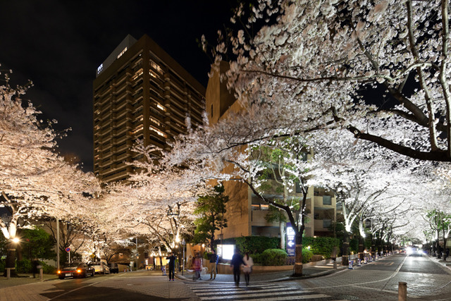 自3月下旬起至4月的中旬這段期間,也預定將從17點起到22點為止進行點燈