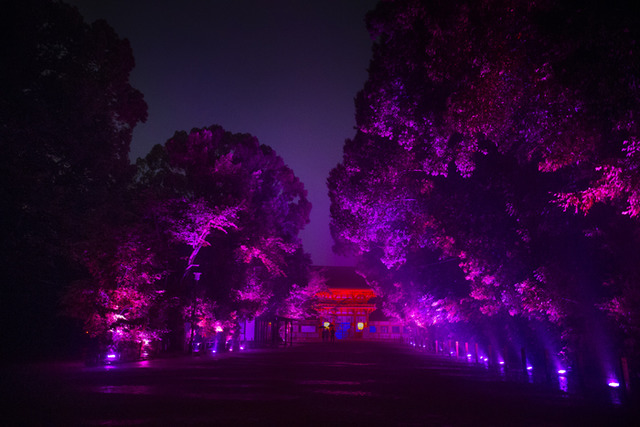 「呼應的樹木們，下鴨神社　糺之森」