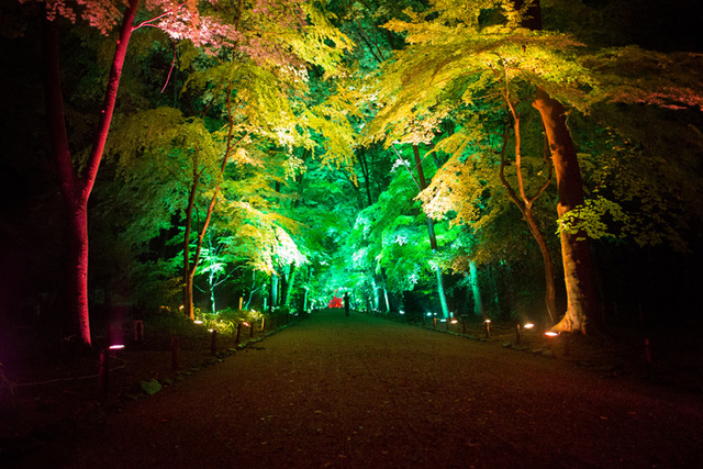 「呼應的樹木們，下鴨神社　糺之森」