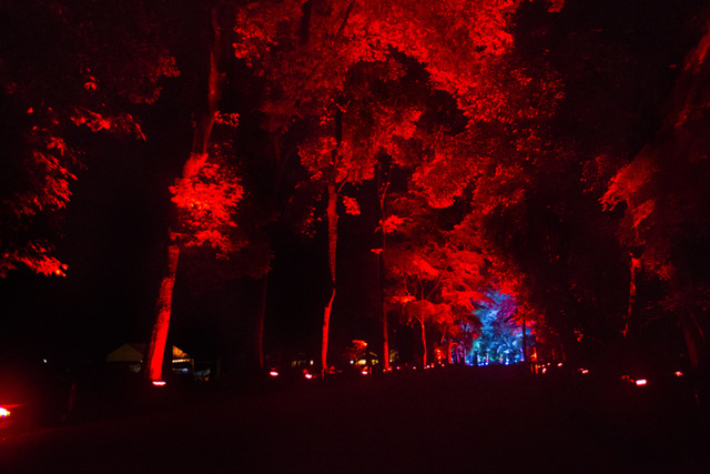 「呼應的樹木們，下鴨神社　糺之森」