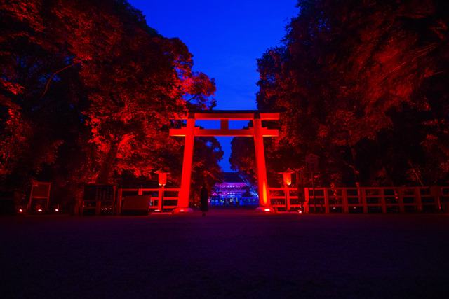 「呼應的樹木們，下鴨神社　糺之森」