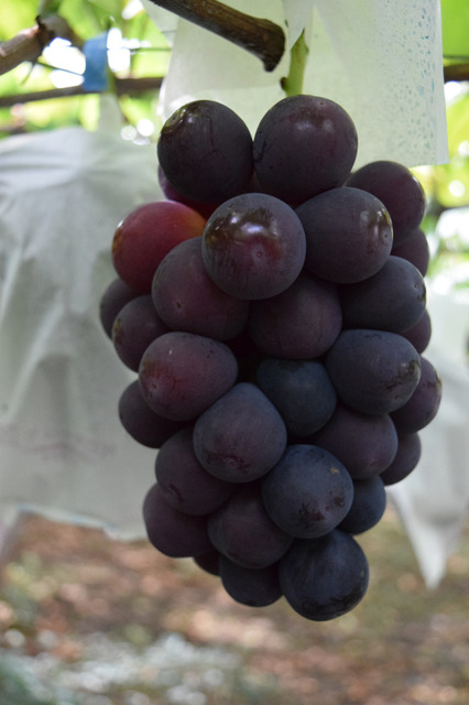 天野葡萄園 貓眼
