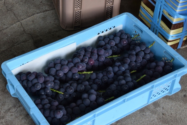 天野葡萄園 巨峰