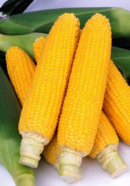 森之野菜komafarm_梯田的金之粒（玉米）