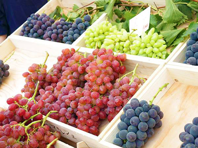 天野萄葡園 會場照