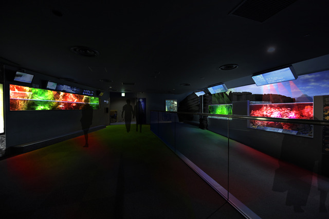 在相模之海的水槽群則用紅與綠這些耶誕色彩來秀出海邊的生物們