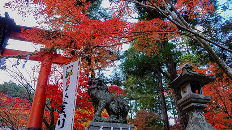 日本京都龜岡地區鍬山神社的紅葉