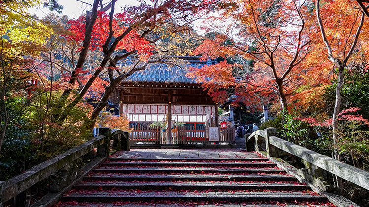 秋天還是要去京都賞楓 龜岡紅葉私房景點 Japaholic