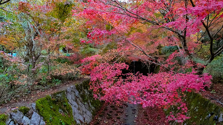 日本京都龜岡地區神藏寺的紅葉