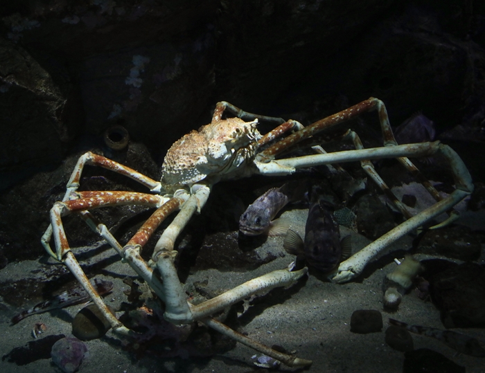 鴨川海洋世界-巨螯蟹