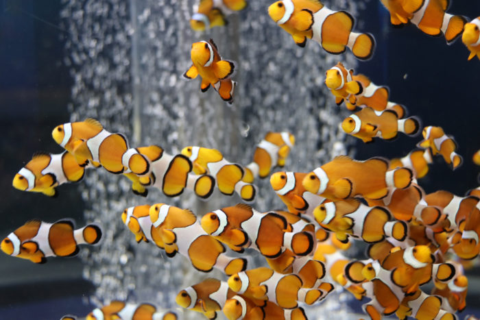 鴨川海洋世界水族館-小丑魚