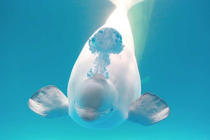 鴨川海洋世界小白鯨表演秀