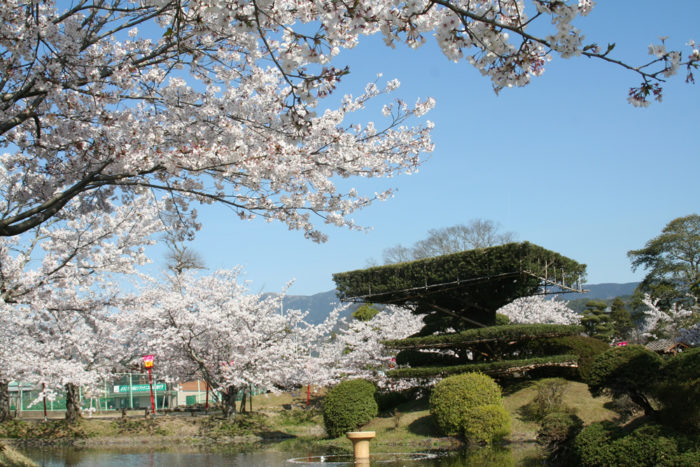 九州赏樱-小城公园