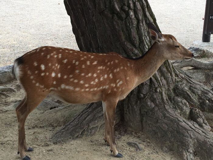 日本的「紅葉」是指鹿肉?江戶時代流傳的鹿與紅葉悲傷故事