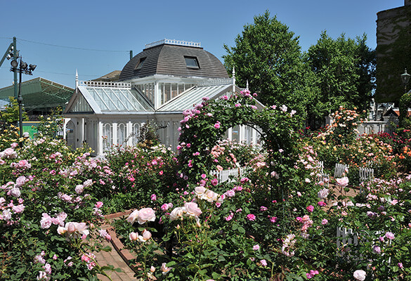 玫瑰花園