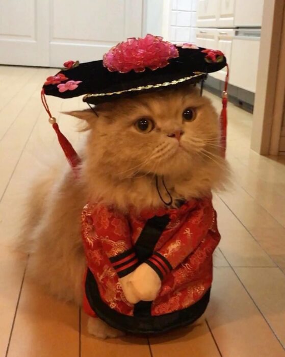 貓奴必追_衣裝貓