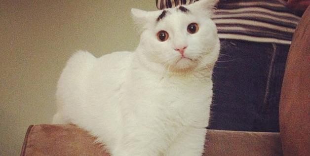 貓奴必追_八字眉