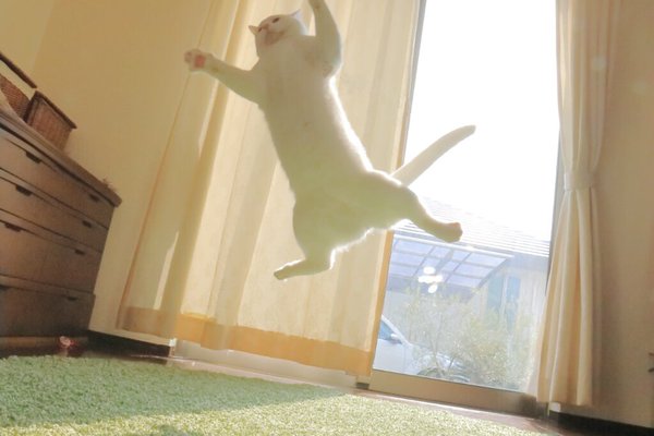 貓奴必追_無重力貓