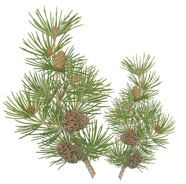 添加日本金松萃取精華