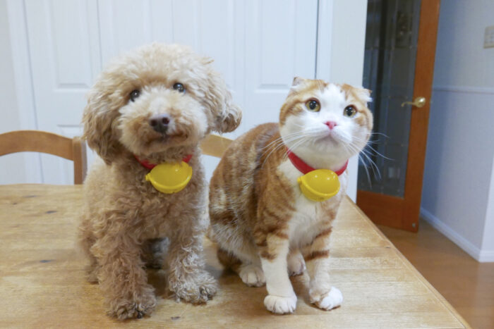 日本養寵物醫療費用