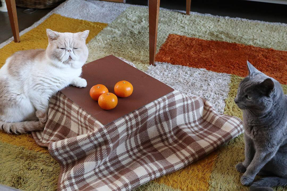 貓咪暖桌用法示範2
