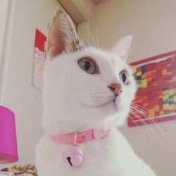 author Aiko