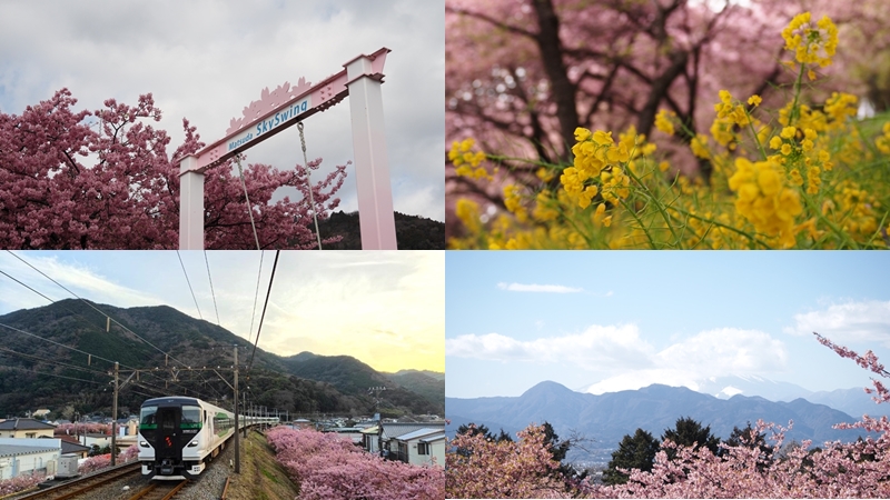 東京近郊河津櫻景點4選！油菜花×河津櫻一同綻放畫面太夢幻