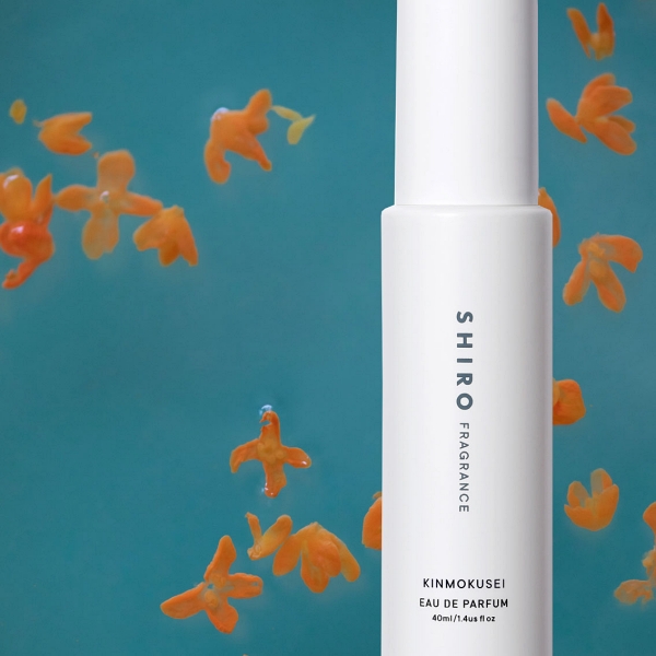 SHIRO限定香當家花旦再登場！只有金木樨能超越金木樨