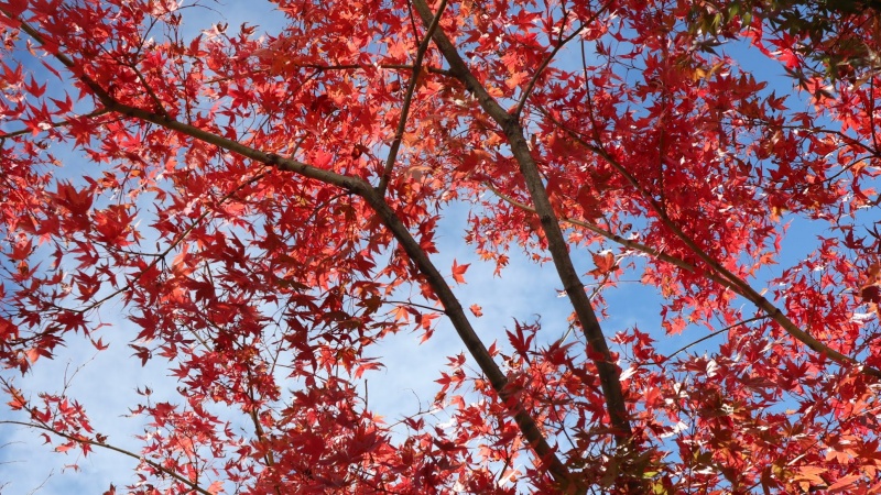 紅葉前線怎麼看？這些網站、APP存起來