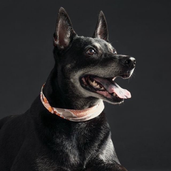 【今天換我推】日本遊戲在地化專案PM卡茲拉，用歌曲告訴你俗稱的「遊戲翻譯」是怎樣組團打怪完成！