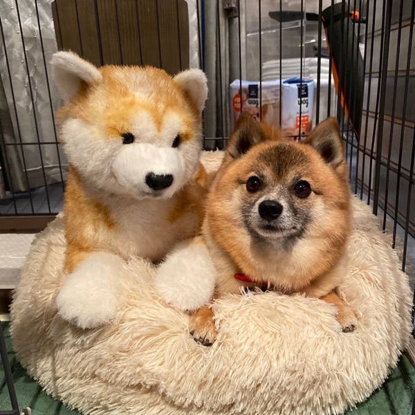 日劇《獻給國王的無名指》中的狗狗小蔥太圈粉啦!連演員們都紛紛被牠融化