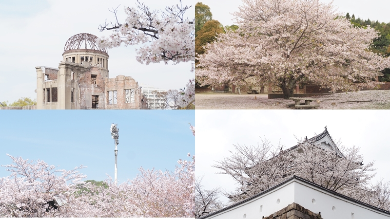 日本廣島櫻花景點10選推薦！來趟無人的櫻花秘境之旅吧