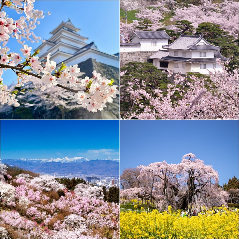 福島櫻花景點10選推薦!美如瀑布的「三重瀧櫻」絕對必看