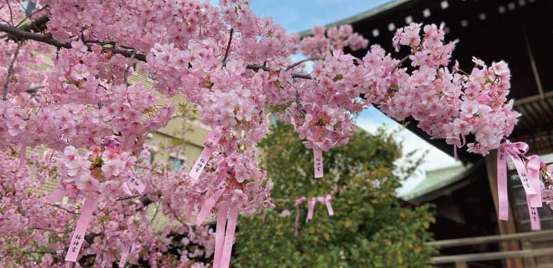 「河津櫻」綻放下的「櫻神宮」｜粉色祈願緞帶環繞，春日限定的浪漫夢幻景致