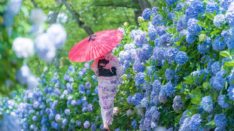 2025 日本紫陽花知名景點10選,六月梅雨季限定的浪漫花海