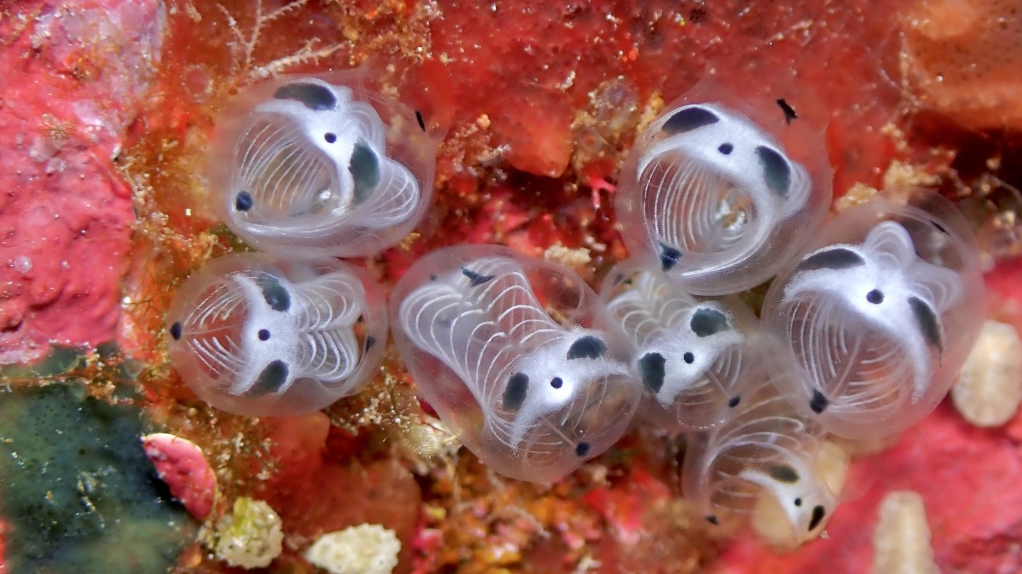 幾年前日本X上爆紅的骷髏熊貓海鞘確定為新品種！網路社群幫助新品種的認證？