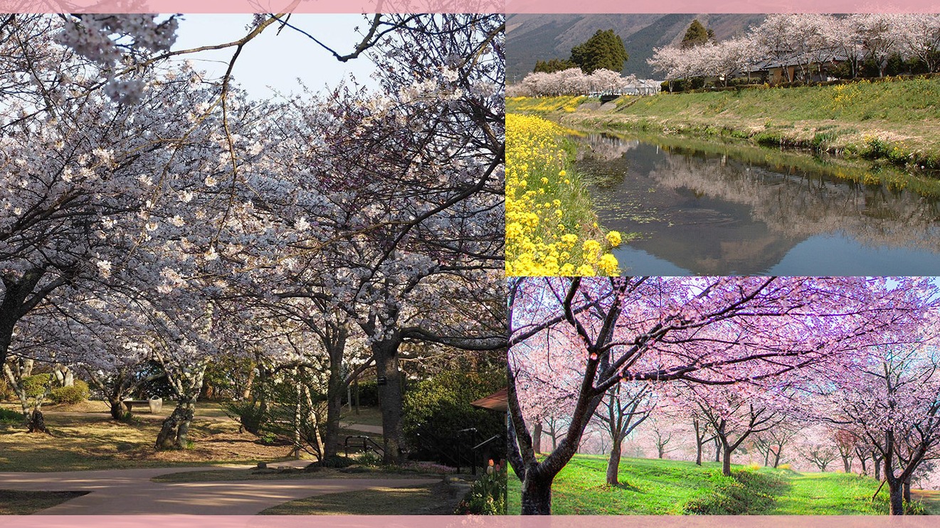 2025九州賞櫻懶人包，福岡、熊本、大分人氣賞櫻名勝10選