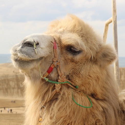 2025年初直飛!鳥取縣必去朝聖景點就在這:絕美沙漠「鳥取沙丘」行程攻略