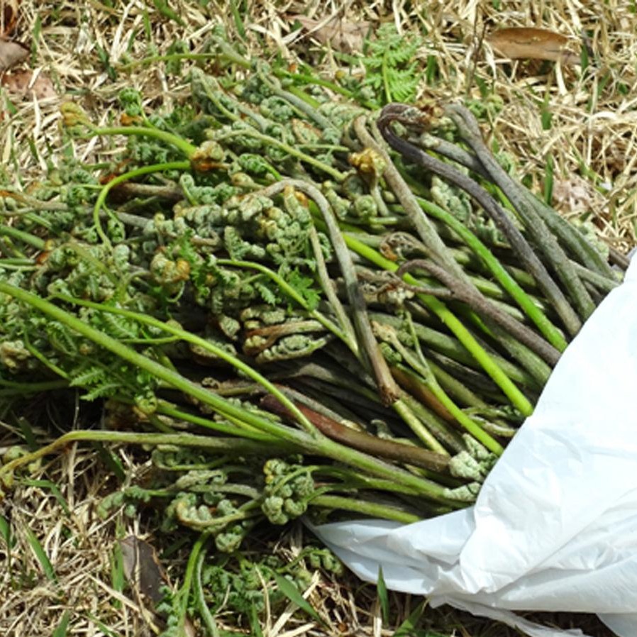 唯一線索僅有可疑的字條!你能解開詭異的未解懸案「長岡京採蕨殺人事件」嗎?