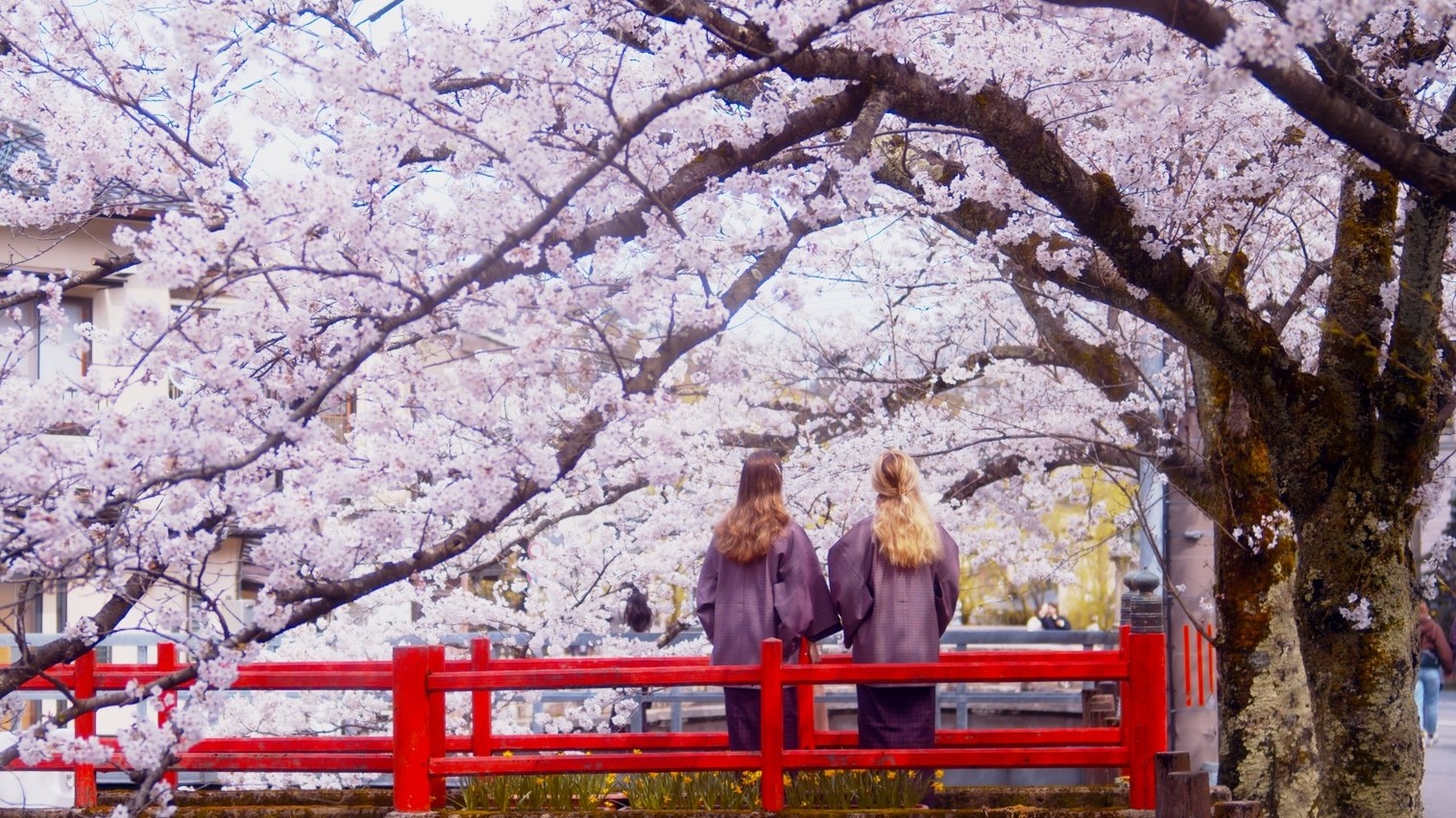 春遊城崎溫泉地區！ 療癒泡湯賞櫻到貼近人文自然魅力的正能量之旅