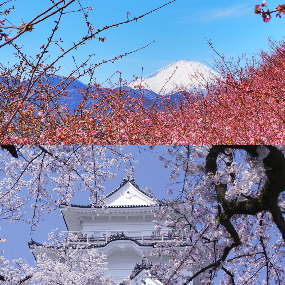 2025關東近郊賞櫻地點10選,能看見富士山、泡溫泉等不同風格的賞櫻景點