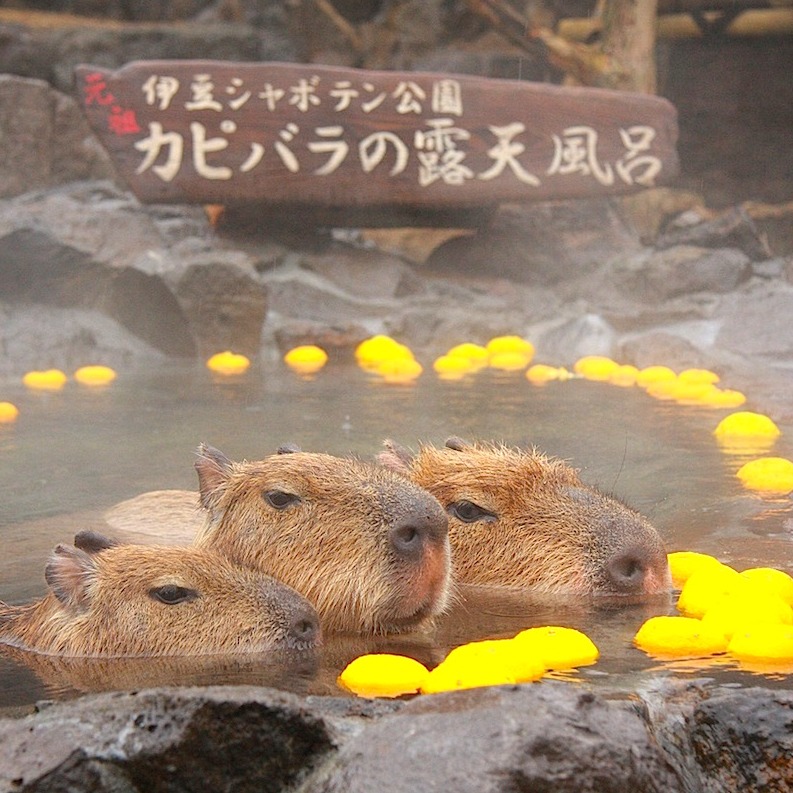 盤點日本各地水豚動物園精選！邀請你進入溫泉、柚子、水豚的軟萌世界