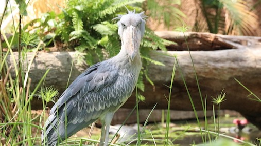 食蟻獸寶每天討抱賣萌 水豚君療癒互動 2022年必看日本神戶陸水空四大親子旅遊亮點