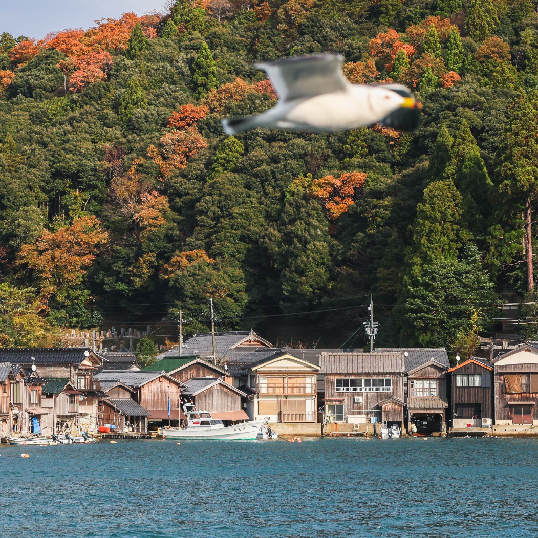 京都自由行景點攻略!出發前往海之京都—伊根、天橋立一日遊
