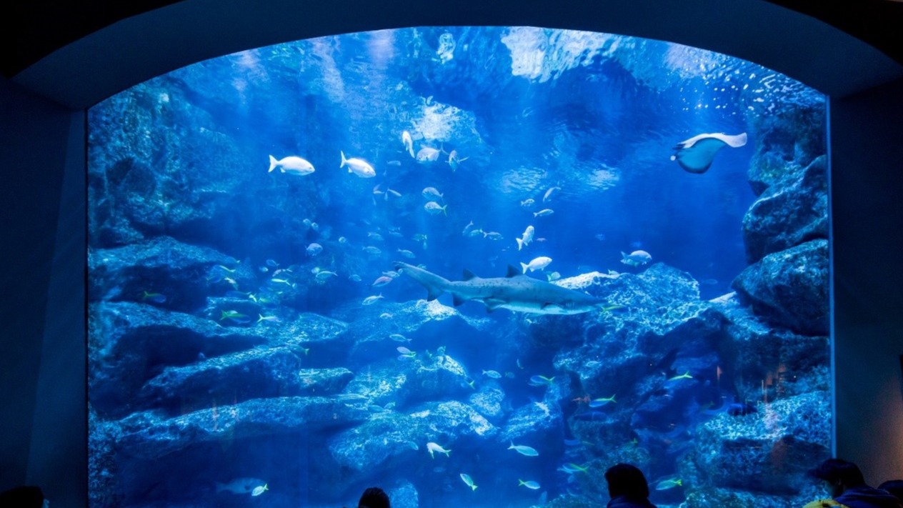 夏日炎炎遊chill一下 東京三大人氣水族館 還原海洋生態彷彿置身海底龍宮