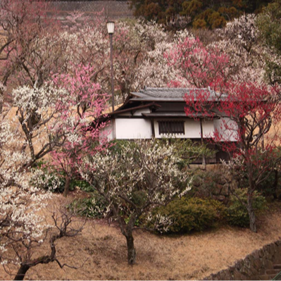 靜岡熱海MOA美術館名品展：國寶齊聚，春日梅櫻映襯藝術之美