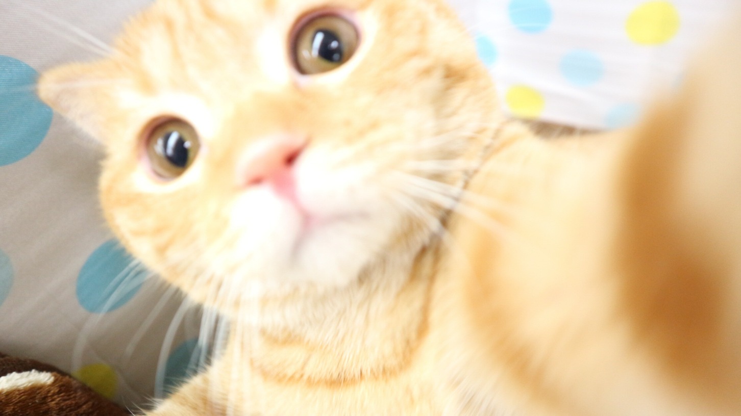 歡迎來到貓奴之國！「貓之日」是什麼？日本人真的比較喜歡貓？